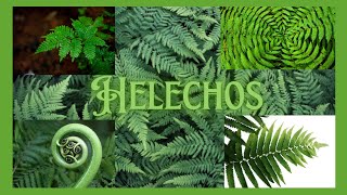 HELECHOS TIPOS CUIDADOS  TODO LO QUE DEBES SABER SOBRE LOS HELECHOS  FERNS helechos ferns [upl. by Noda359]