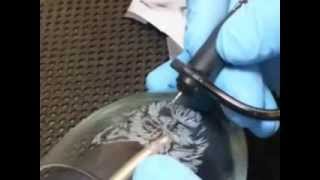 Etching A Dog On A Wine Glass With A Turbo Carver [upl. by Idet]