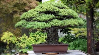 Yamaki Pine Bonsai the Hiroshima survivor [upl. by Di743]