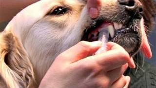 How To Learn Giving Dog Medications [upl. by Akemor788]