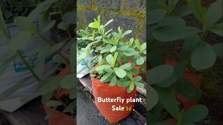 🦋 Butterfly plant ☘️ sale🦋 [upl. by Boesch953]