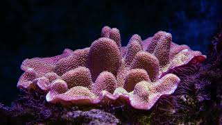 Elkhorn Coral Facts You Won’t Believe [upl. by Adiell]