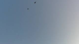 Swallows have adapted to hunting insects in flight [upl. by Yenoh]