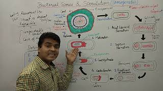 Bacterial Spore  Endospore Formation  Sporulation  Bacterial Spore Germination amp Formation  MCQ [upl. by Kolva983]