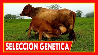 🔴 VACAS LECHERAS Y CARNICAS ✅ Mejoramiento Genetico 🏆 Seleccion de Reproductores [upl. by Roht303]