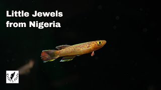 Aphyosemion calliurum  Stunning African Killifish [upl. by Oeak]