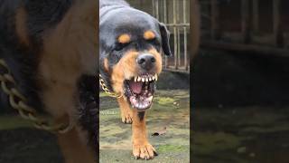 Angry dog barking sound angrypuppy cuteanimal pitbull angrydog cutepuppy pets angrypets [upl. by Nelloc]