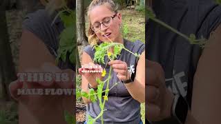 How to Pollinate Watermelon 😊 🍉 gardeningtips gardentips shortsvideo [upl. by Einhoj]