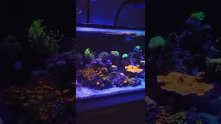 Reef Aquarium ramping down for the night reef marineaquarium saltwateraquarium reef2reef [upl. by Ahter760]