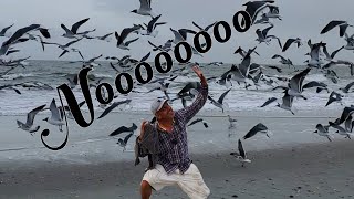 THOUSANDS of seagulls flocking the whole beach Unbelievable scene in Myrtle Beach SC [upl. by Zeeba]