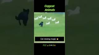 Copycat Animals [upl. by Eenattirb]