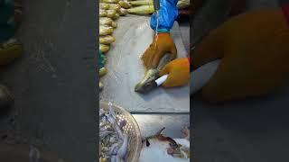 The master fishmongers skillful knife work handles the small yellow croakerhandmade shortvideo [upl. by Omolhs814]