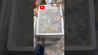 How to pack aquarium fish for shipping [upl. by Luthanen816]