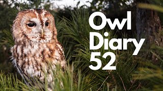 Owl Diary 52  Introducing Bernie the Tawny owl and insight to flying birds during a school visit [upl. by Namia941]