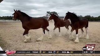 Budweiser Clydesdales return to San Antonio for Fiesta [upl. by Tyrone]