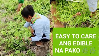 Edible na pako 🌿 easy to care [upl. by Paige179]