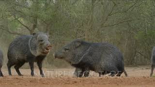 Javelinas fighting [upl. by Codie483]