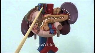 Gross anatomy of upper abdominal viscera [upl. by Bradleigh]