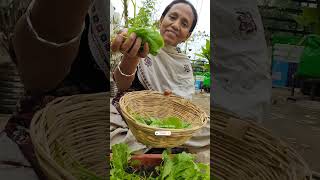 Vegetable Harvest At Home🔥Vegetable Harvesting Video🥦Vegetable Kaise Ugaye✨ashasgardenstoryshorts [upl. by Philipa103]