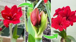 How to Make Amaryllis Rebloom  An Interesting Fact about Amaryllis Flower Bud Turn on CC [upl. by Neral]