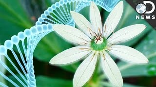 Why Do Humans Have Less DNA Than This Flower [upl. by Grover462]