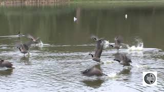 Envol de Bernaches du CanadaFlight of Canada Geese [upl. by Clarke241]