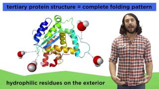 Protein Structure [upl. by Neelram289]