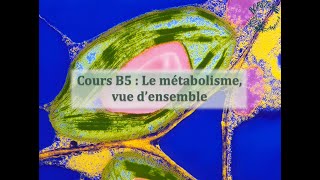 Cours B5  Le métabolisme vue densemble [upl. by Muhcan]