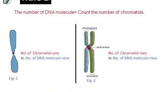 How to count chromosomes and DNA molecules during mitosis [upl. by Ayiram347]