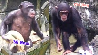 Chimpanzees Discover the Ultimate Comfort – Lounging on Cloth黑猩猩們發現新樂趣，躺在布上超級舒服！ [upl. by Ojeillib]