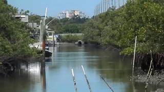 fiddler crab island under sr44 bridge new smyrna fl [upl. by Aenil]