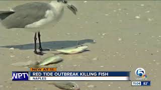 Red tide killing fish off Southwest Florida [upl. by Yllop]