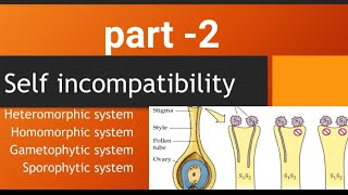 self incompatibility homomorphic system gametophytic system sporophytic system [upl. by Blaine]