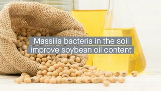 Soybean root secretions promote Massilia bacteria colonization improving seed oil content [upl. by Nelag]