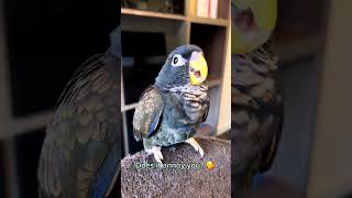 Honest Baby Bronzewinged Pionus Parrot Noises Begging or laughing parrot [upl. by Durward509]