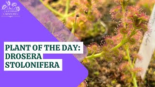 Plant of the Day Drosera stolonifera [upl. by Fadas632]