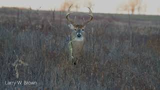 Whitetail Buck Thrashing A Sapling [upl. by Bor170]