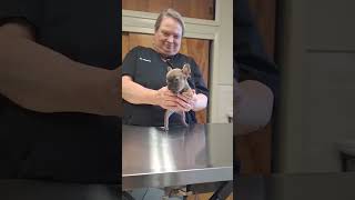 Peanut 🥜 at the vet 8wks old shorts micro tiny shortsvideo augiesdogies [upl. by Curtis377]