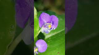 Commelina benghalensis [upl. by East]