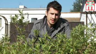 How to prune Buddleja Buzz™ video with Thompson amp Morgan [upl. by Elliott141]