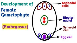 Development of Female gametophyte Embryo Sac  Reproduction in Lower and Higher Plants [upl. by Aramen]