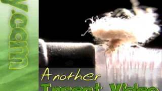 Woolly Aphid closeup video [upl. by Aleacin]