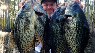 Catching loads of black Crappie in the shallows  Spring Crappie fishing [upl. by Dallon]