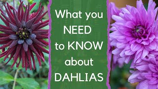 Growing dahlias  everything you need to know about how to choose and grow dahlias [upl. by Am]