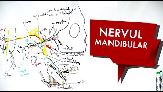 N Trigemen  Nervul MANDIBULAR [upl. by Arodnap]