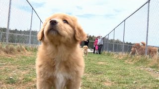 Meet Nova Scotias canine ambassador the Duck Toller [upl. by Sauncho]