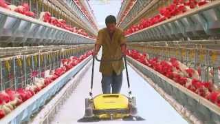 Poultry Farming  Open House Battery Cage System  Egg Production in India [upl. by Mahla]