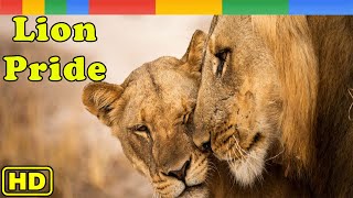 Nat Geo Wild Rise of Luangwa Lion Pride  Animals Documentary Nature HD [upl. by Morty177]