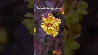 La plante Berberis Atropurpurea [upl. by Anyak]