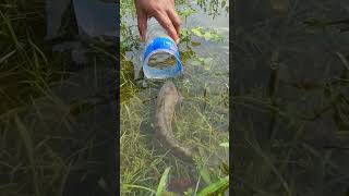 Amazing Bottle Fishing fishing bdfishinglife fishingvideo [upl. by Suinuj327]